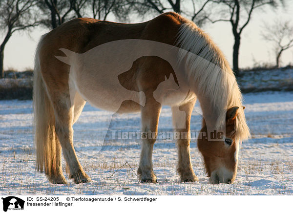 fressender Haflinger / eating Haflinger horse / SS-24205