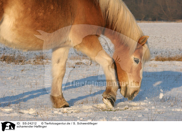 scharrender Haflinger / Haflinger horse / SS-24212