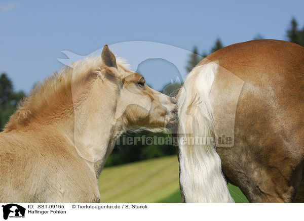 Haflinger Fohlen / Haflinger foal / SST-09165