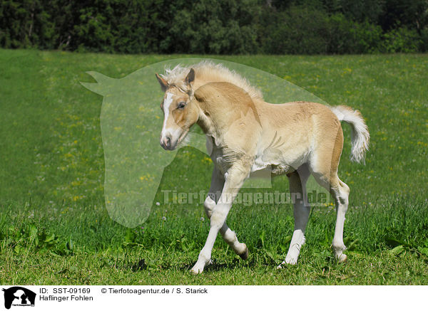 Haflinger Fohlen / Haflinger foal / SST-09169