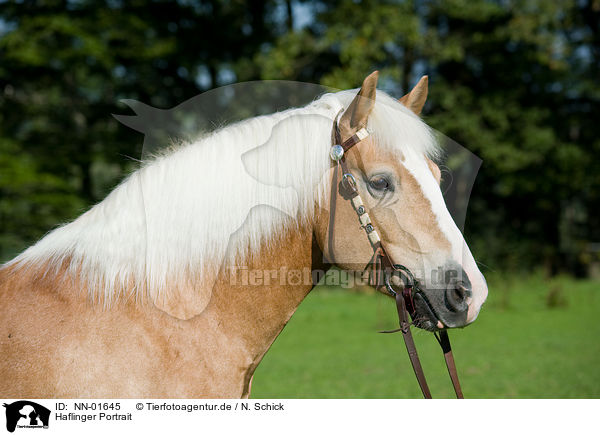 Haflinger Portrait / Haflinger horse portrait / NN-01645