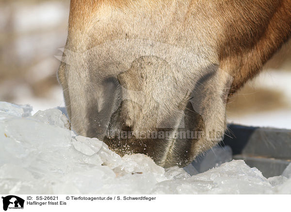 Haflinger frisst Eis / haflinger horse eats ice / SS-26621