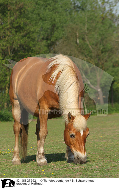 grasender Haflinger / browsing Haflinger horse / SS-27252