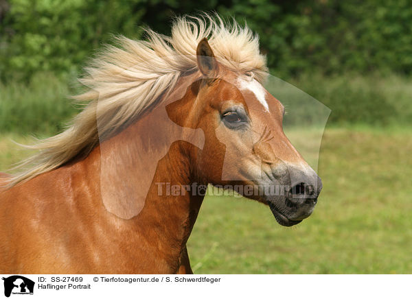 Haflinger Portrait / Haflinger horse portrait / SS-27469