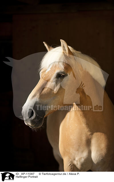 Haflinger Portrait / Haflinger horse portrait / AP-11087