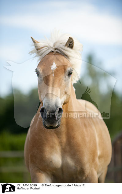 Haflinger Portrait / Haflinger horse portrait / AP-11099