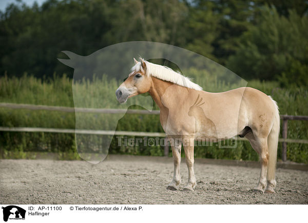 Haflinger / Haflinger horse / AP-11100