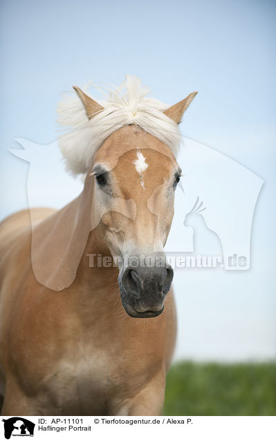 Haflinger Portrait / Haflinger horse portrait / AP-11101