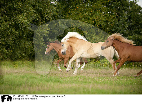 galoppierende Pferde / AP-11102