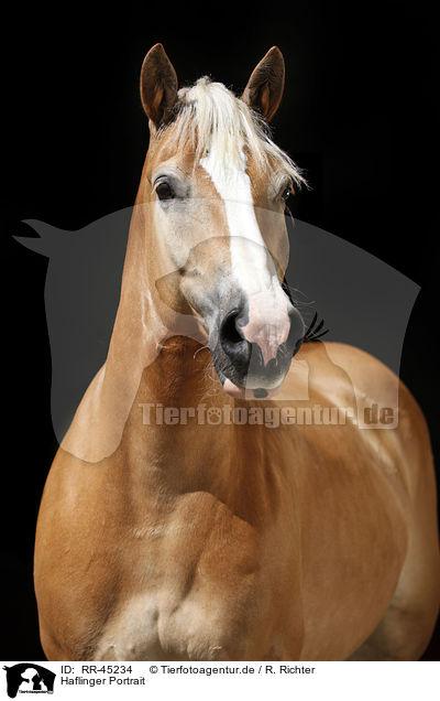 Haflinger Portrait / Haflinger horse portrait / RR-45234