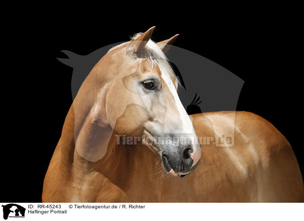 Haflinger Portrait / RR-45243