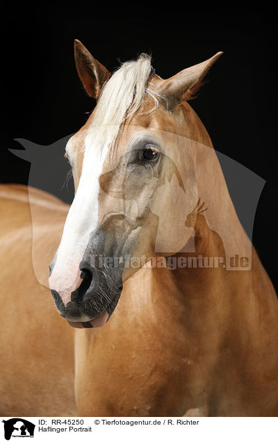 Haflinger Portrait / Haflinger horse portrait / RR-45250