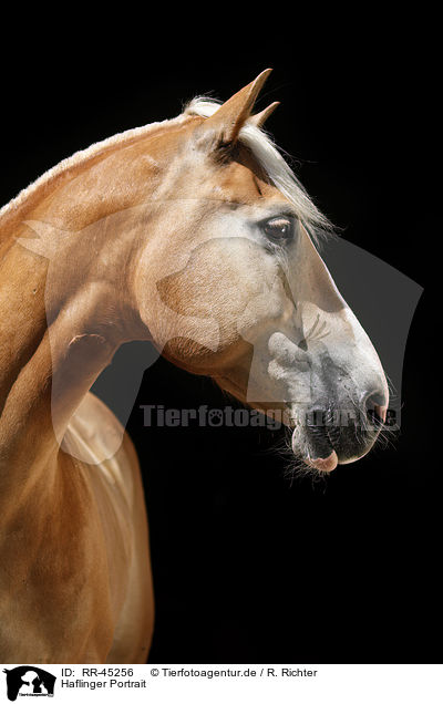 Haflinger Portrait / Haflinger horse portrait / RR-45256