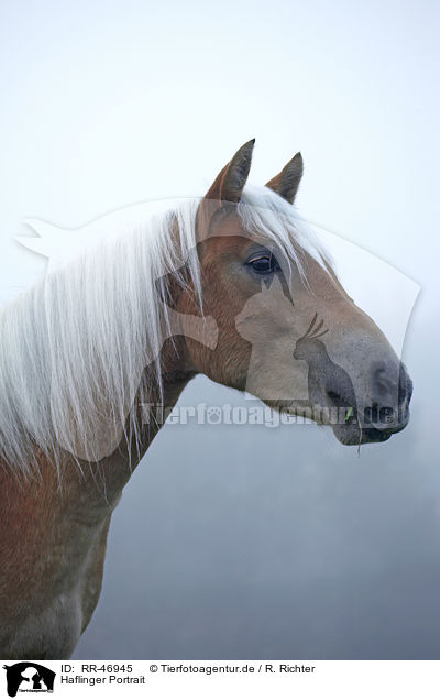 Haflinger Portrait / Haflinger horse portrait / RR-46945