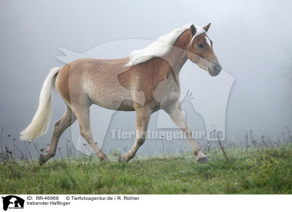 trabender Haflinger / trotting Haflinger horse / RR-46968