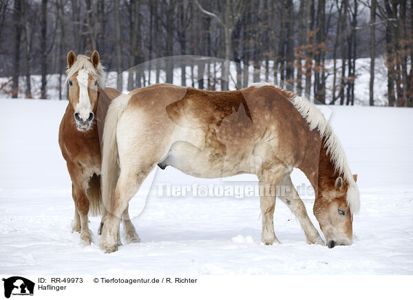 Haflinger / Haflinger horses / RR-49973