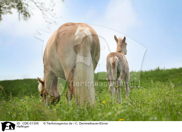Haflinger / Haflinger horses / CDE-01356