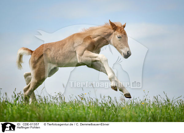 Haflinger Fohlen / Haflinger horse foal / CDE-01357