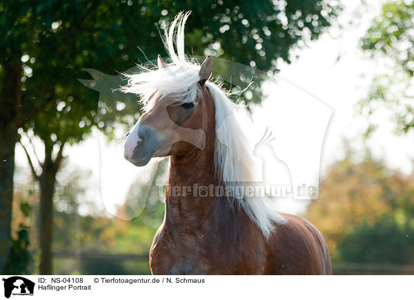 Haflinger Portrait / NS-04108