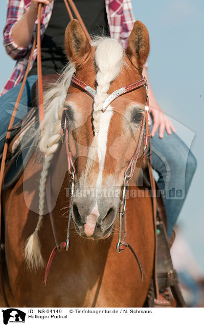 Haflinger Portrait / Haflinger horse portrait / NS-04149