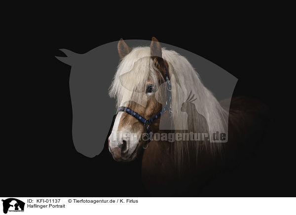 Haflinger Portrait / Haflinger horse portrait / KFI-01137