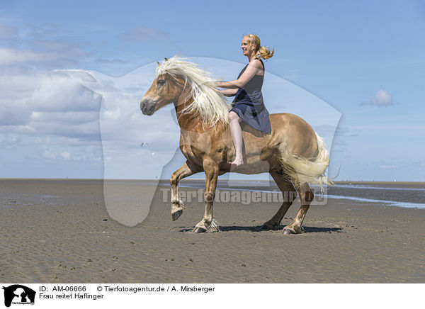 Frau reitet Haflinger / woman rides Haflinger Horse / AM-06666