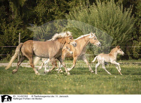 Haflinger Fohlen mit Mutter / Haflinger Horse foal with mother / VJ-02162