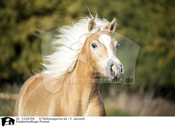 Edelbluthaflinger Portrait / noble blood haflinger portrait / VJ-02764