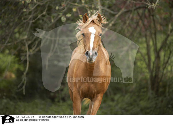 Edelbluthaflinger Portrait / noble blood haflinger portrait / VJ-02786