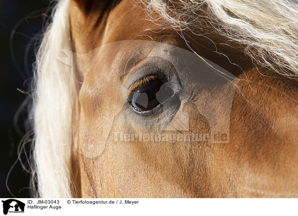 Haflinger Auge / JM-03043