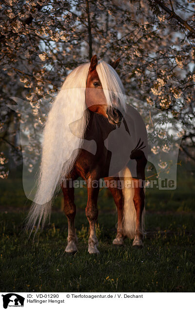 Haflinger Hengst / Haflinger stallion / VD-01290