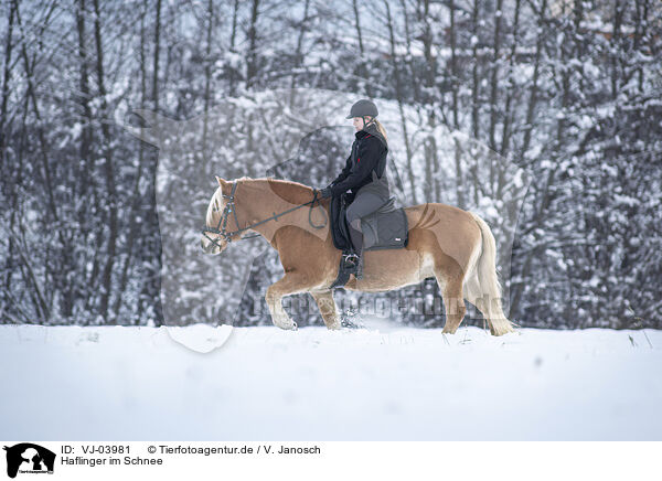 Haflinger im Schnee / Haflinger horse in the snow / VJ-03981