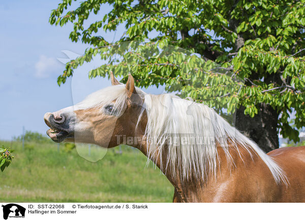 Haflinger im Sommer / Haflinger horse in summer / SST-22068