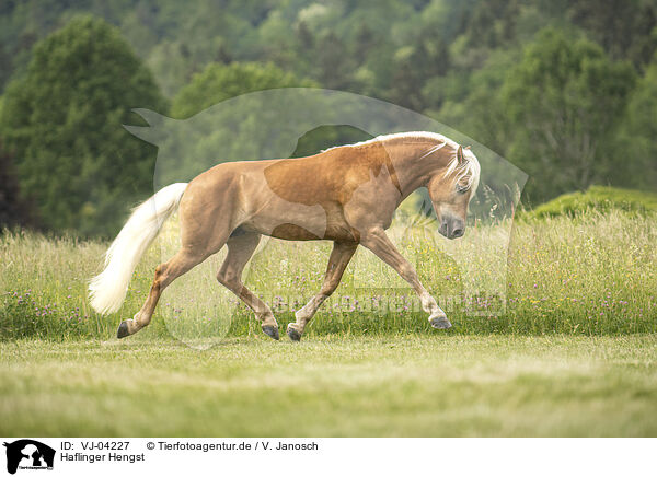 Haflinger Hengst / Haflinger stallion / VJ-04227