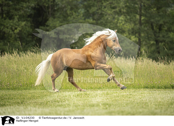 Haflinger Hengst / Haflinger stallion / VJ-04230