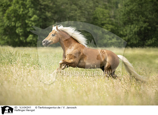 Haflinger Hengst / Haflinger stallion / VJ-04241