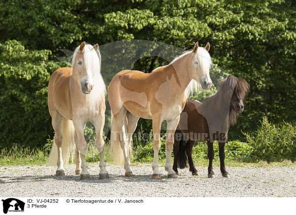 3 Pferde / 3 horse / VJ-04252