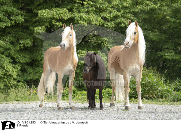 3 Pferde / 3 horse / VJ-04253