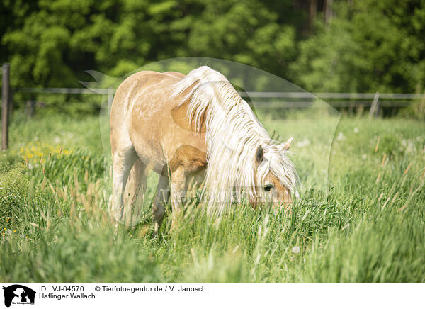 Haflinger Wallach / Haflinger gelding / VJ-04570