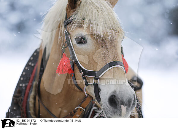 Haflinger Stute / Haflinger mare / BK-01372