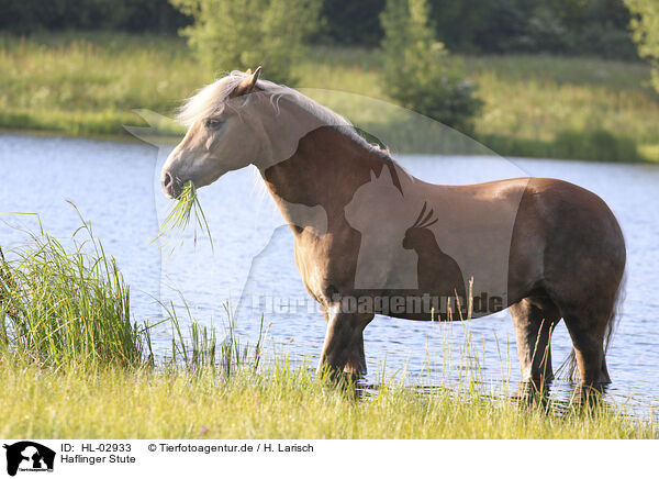 Haflinger Stute / Haflinger mare / HL-02933