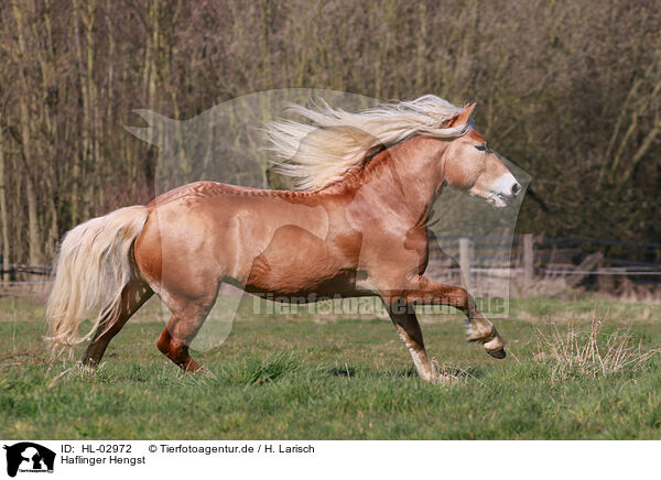 Haflinger Hengst / Haflinger stallion / HL-02972