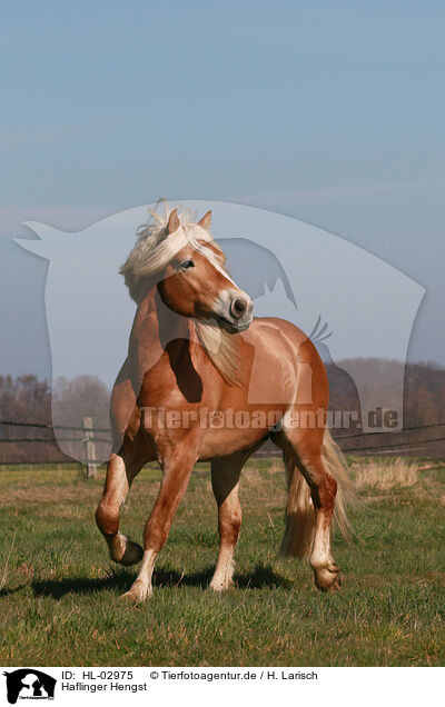 Haflinger Hengst / Haflinger stallion / HL-02975