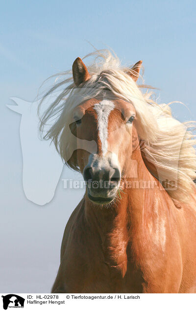 Haflinger Hengst / Haflinger stallion / HL-02978