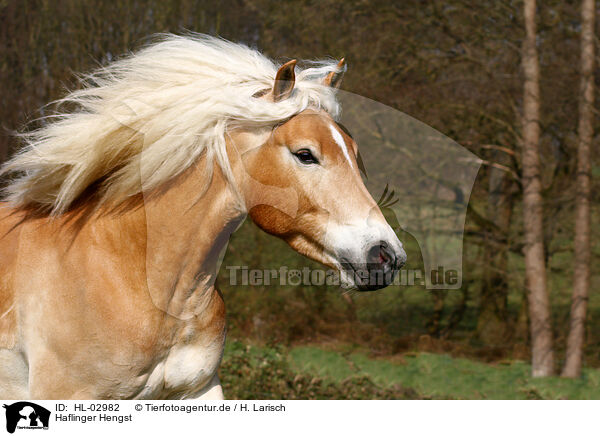 Haflinger Hengst / Haflinger stallion / HL-02982