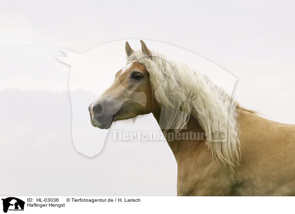 Haflinger Hengst / Haflinger stallion / HL-03036