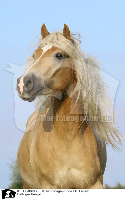 Haflinger Hengst / Haflinger stallion / HL-03047