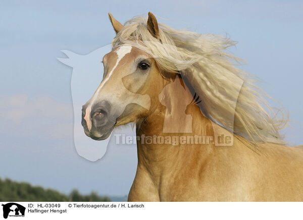 Haflinger Hengst / Haflinger stallion / HL-03049