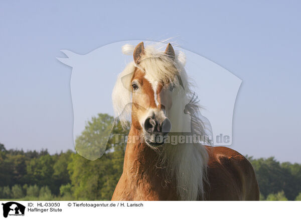 Haflinger Stute / Haflinger mare / HL-03050