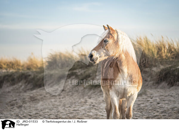 Haflinger / JRO-01533